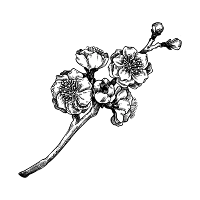 Cherry blossom sketch. Spring tree branch with flowers in engraved style. hand-drawn vector illustration, NOT AI generated 